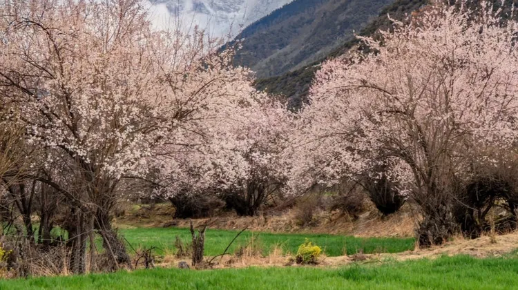 Nyingchi & Bomi Peach Blossom Festival: Seven-Day Private Tour