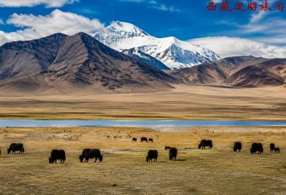 Changtang Grasslands