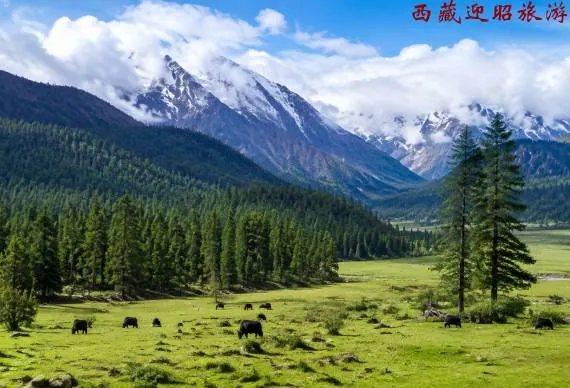 Lulang Forest